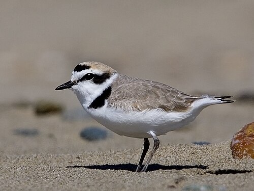 snowy plover